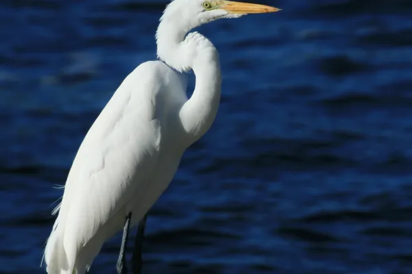 Hugh Taylor Birch State Park